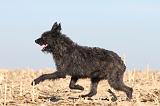 BOUVIER DES ARDENNES 125